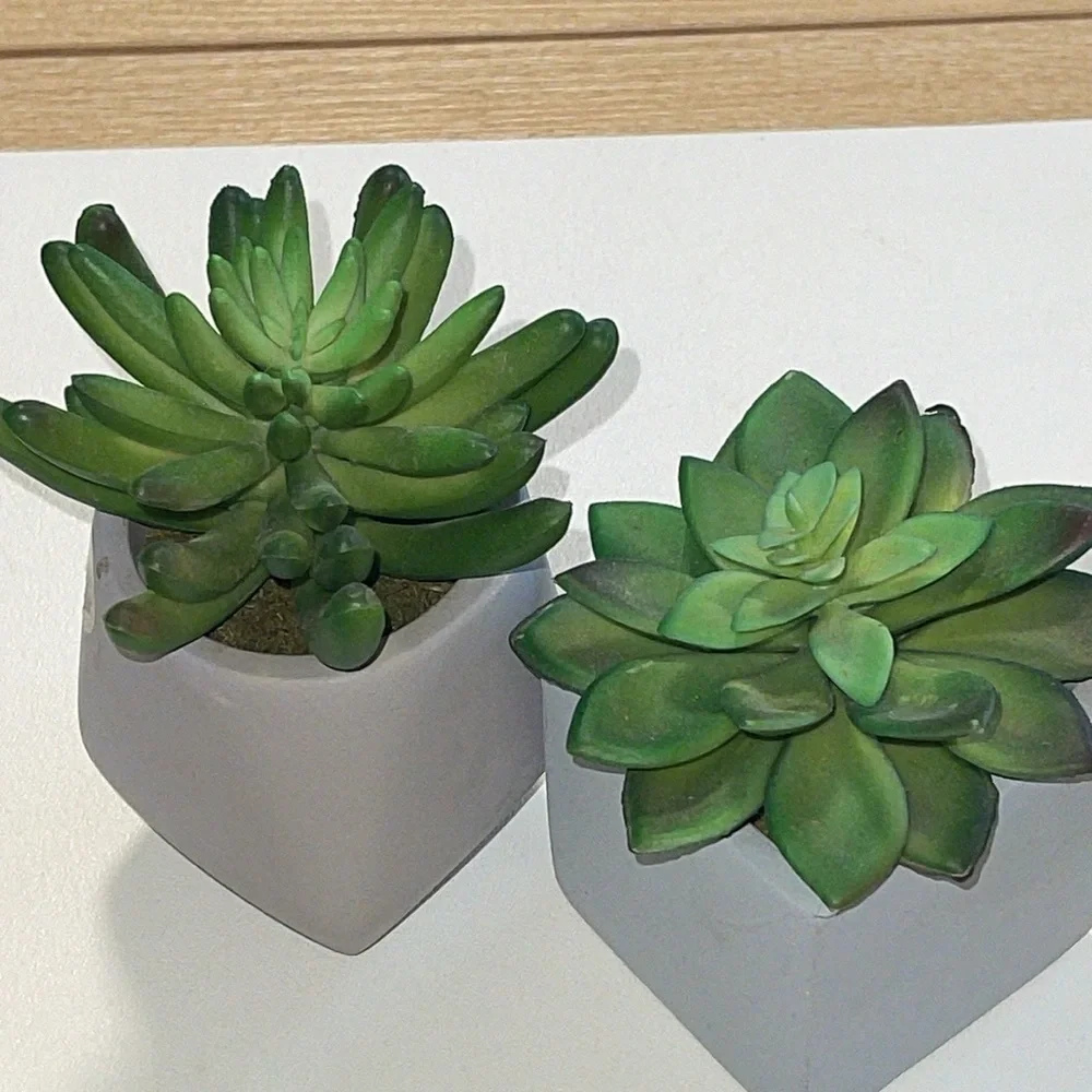 2- so succulents and a geometric and square cement pots